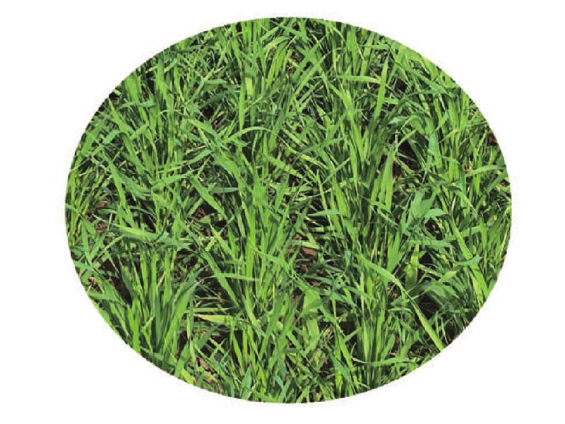 高性能開墾旋耕施肥谷物條播機(jī)